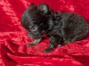 Teacup Apple Head Chihuahuas LC Males 