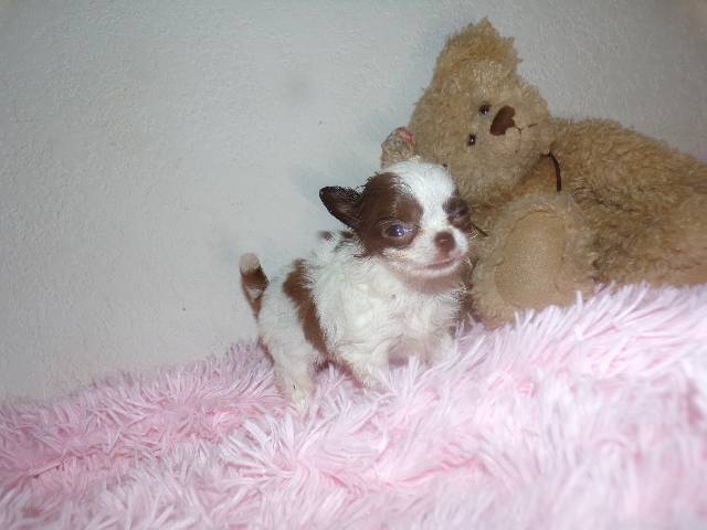 Tiny Long Coat Apple Head  Female Chihuahuas  - Picture