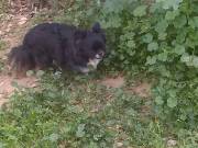   Long Coat Apple Head Male  Chihuahua    Full AKC 