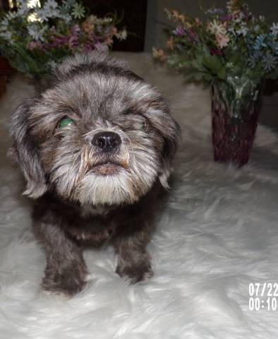 AKC Adult Female Shih Tzus  - Picture