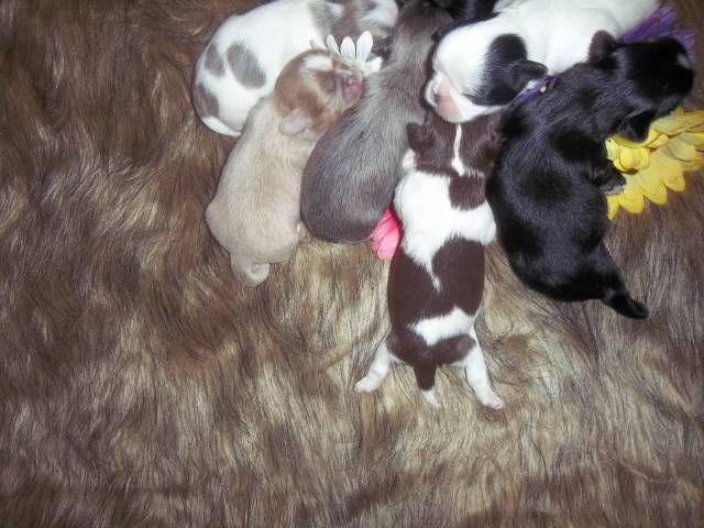 AKC Adult Female Shih Tzus  - Picture