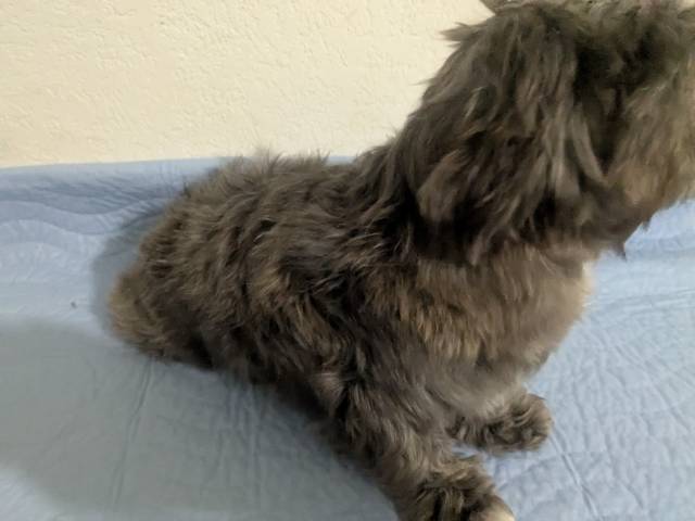 AKC Adult Female Shih Tzus  - Picture