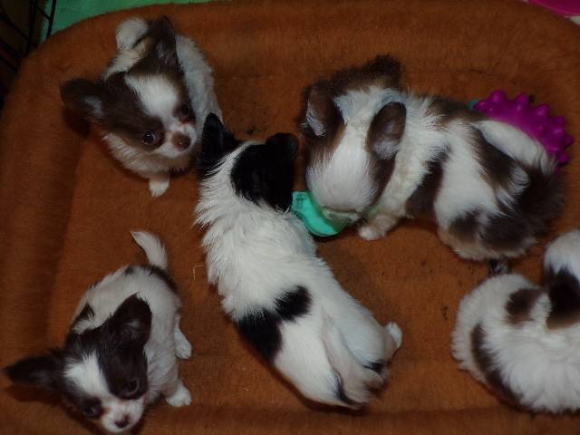 Long Coat  Apple Head  Chihuahuas   Males - Picture