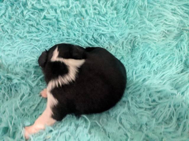 Long Coat  Apple Head  Chihuahuas   Males - Picture