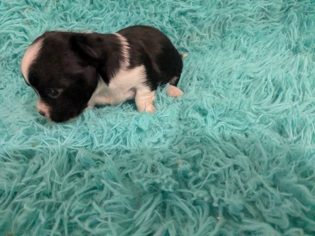 Long Coat  Apple Head  Chihuahuas   Males - Picture