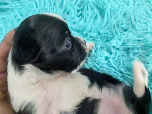 Long Coat  Apple Head  Chihuahuas   Males - Picture