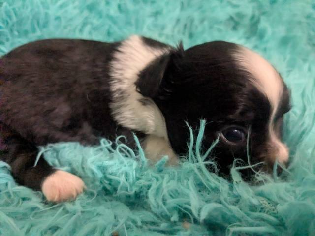 Long Coat  Apple Head  Chihuahuas   Males - Picture