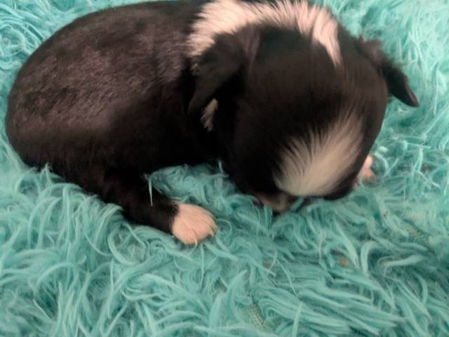 Long Coat  Apple Head  Chihuahuas   Males - Picture