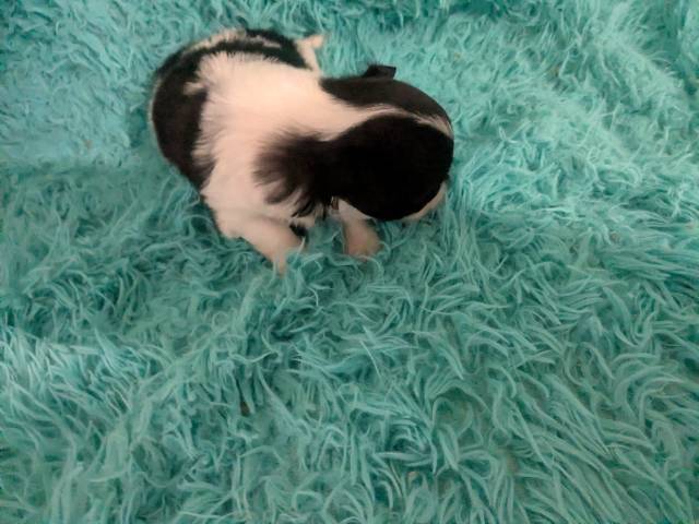 Long Coat  Apple Head  Chihuahuas   Males - Picture