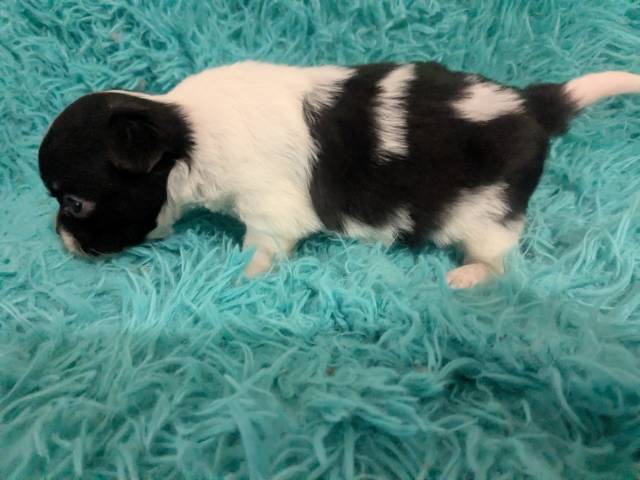 Long Coat  Apple Head  Chihuahuas   Males - Picture