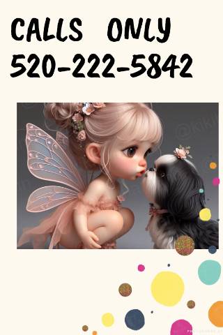   Shih Tzu  Puppies  - Picture