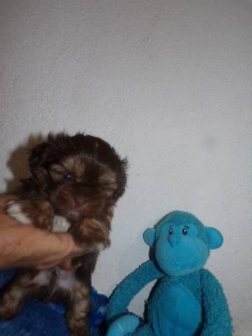   Shih Tzu  Puppies  - Picture