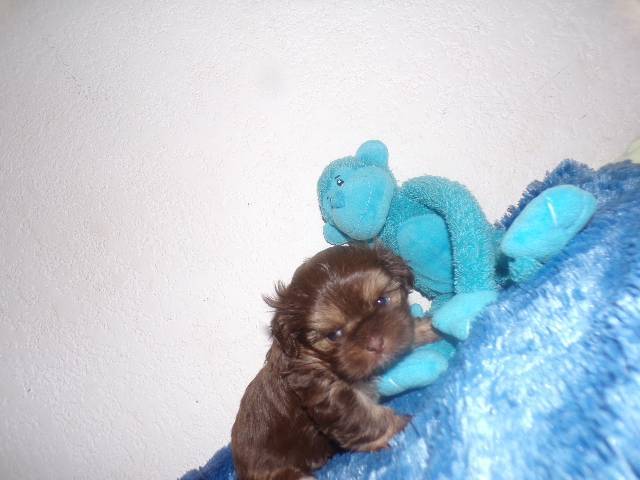   Shih Tzu  Puppies  - Picture