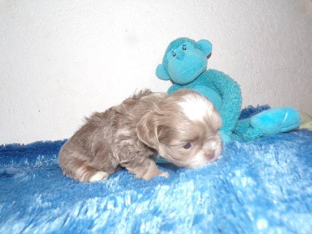   Shih Tzu  Puppies  - Picture