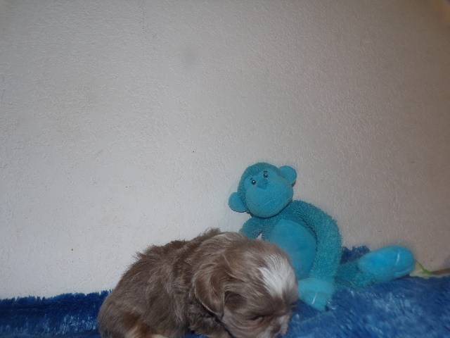   Shih Tzu  Puppies  - Picture