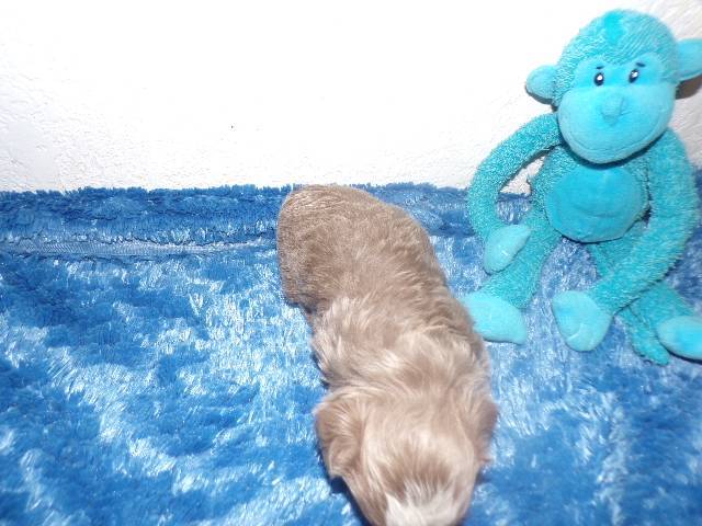   Shih Tzu  Puppies  - Picture