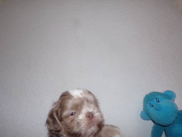   Shih Tzu  Puppies  - Picture