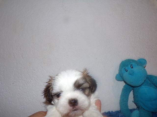   Shih Tzu  Puppies  - Picture