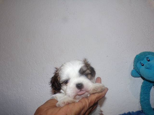   Shih Tzu  Puppies  - Picture