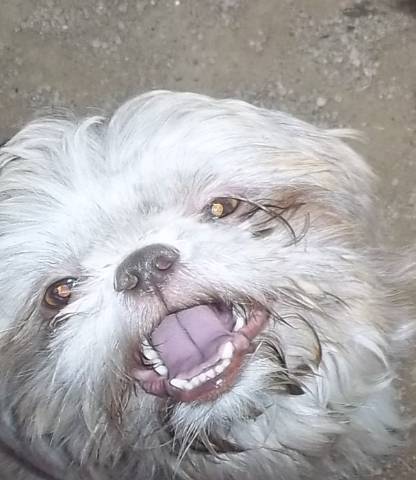   AKC Adult Female Shih Tzus  - Picture