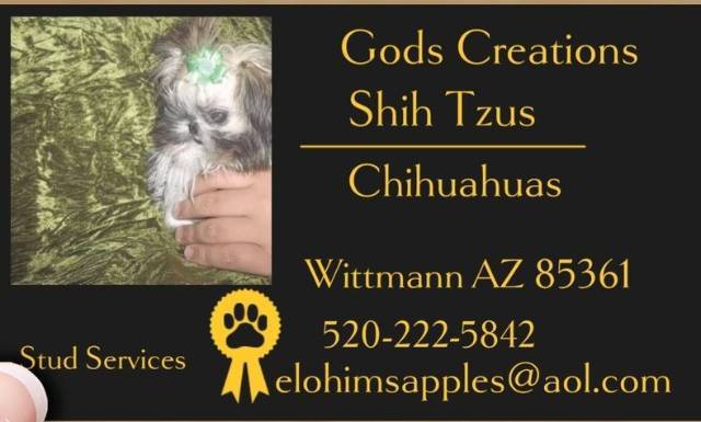   AKC Adult Female Shih Tzus  - Picture