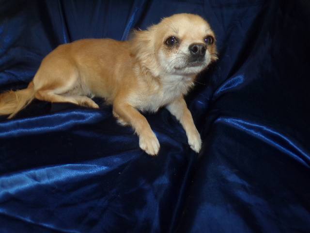  Chihuahua Young Adult Female  - Picture