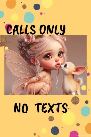 Long Coat  Full  AKC   Chihuahuas  Males  - Picture