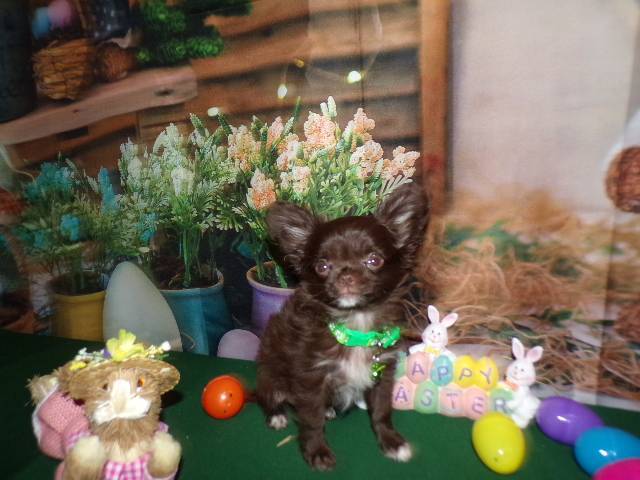 Long Coat  Full  AKC   Chihuahuas  Males  - Picture
