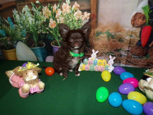 Long Coat  Full  AKC   Chihuahuas  Males  - Picture