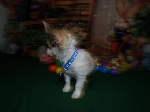 Long Coat  Full  AKC   Chihuahuas  Males  - Picture