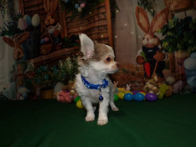 Long Coat  Full  AKC   Chihuahuas  Males  - Picture