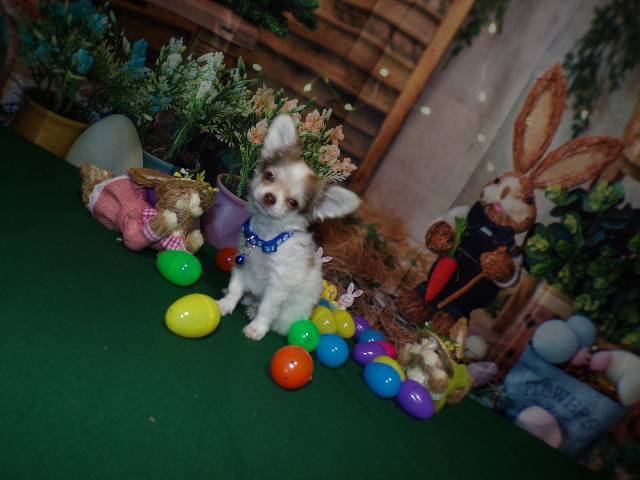 Long Coat  Full  AKC   Chihuahuas  Males  - Picture