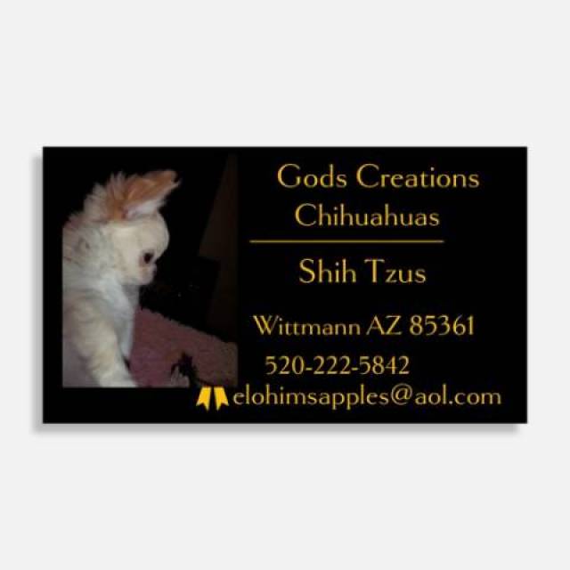 Long Coat  Full  AKC   Chihuahuas  Males  - Picture