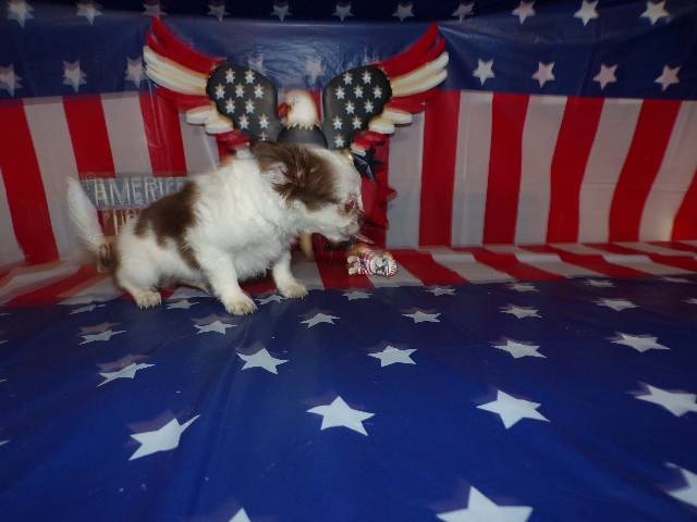 Tiny Chihuahua Puppies  Long Coats  Rose's AKC  Videos  - Picture