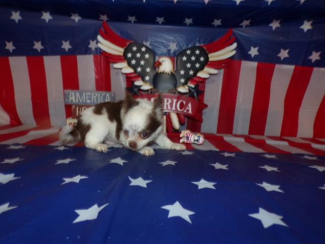 Tiny Chihuahua Puppies  Long Coats  Rose's AKC  Videos  - Picture