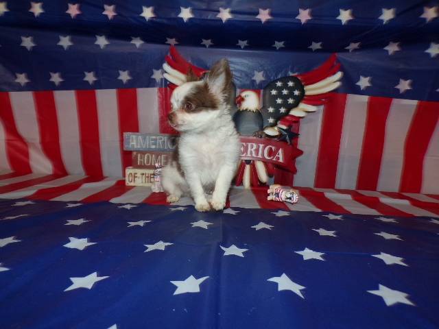 Tiny Chihuahua Puppies  Long Coats  Rose's AKC  Videos  - Picture