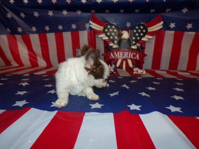 Tiny Chihuahua Puppies  Long Coats  Rose's AKC  Videos  - Picture