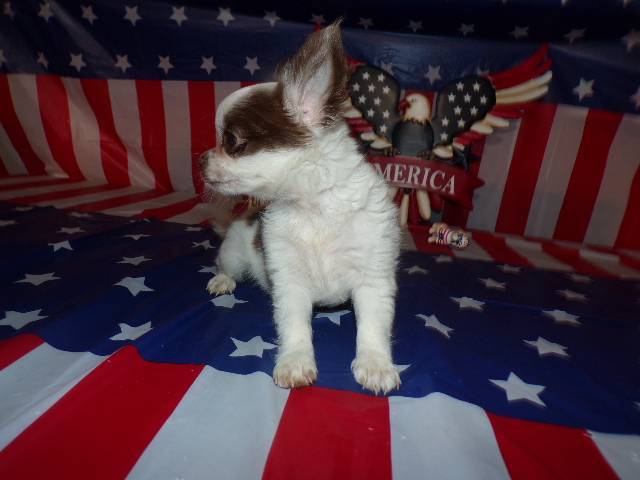 Tiny Chihuahua Puppies  Long Coats  Rose's AKC  Videos  - Picture