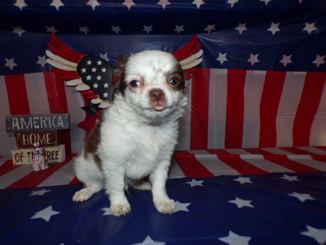 Tiny Chihuahua Puppies  Long Coats  Rose's AKC  Videos  - Picture