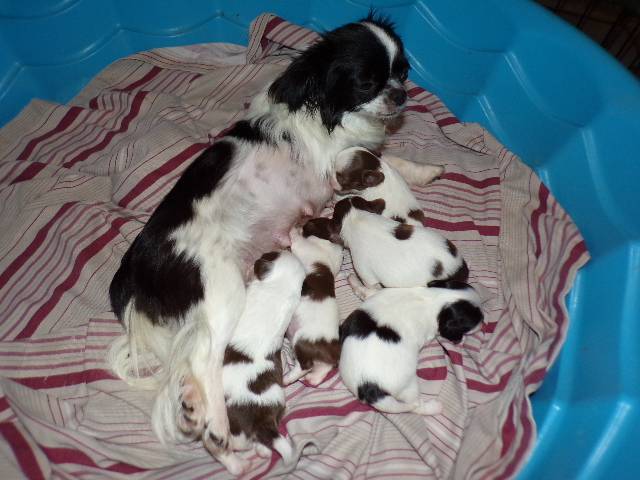 Tiny Chihuahua Puppies  Long Coats  Rose's AKC  Videos  - Picture