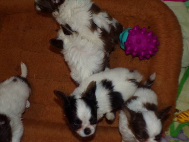 Tiny Chihuahua Puppies  Long Coats  Rose's AKC  Videos  - Picture