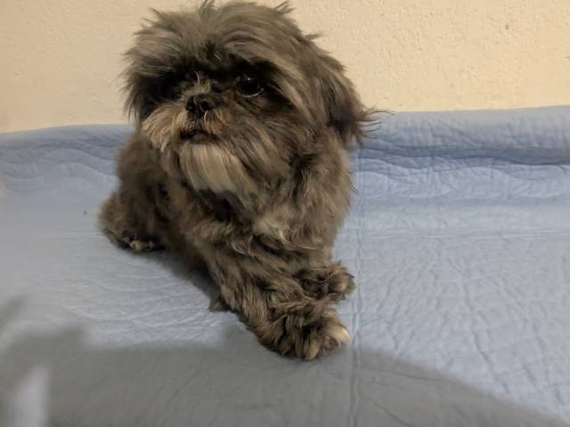 Female Adult Shih Tzus   - Picture