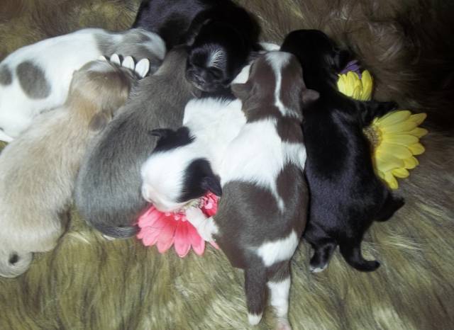 Female Adult Shih Tzus   - Picture