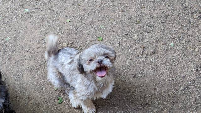 Female Adult Shih Tzus   - Picture