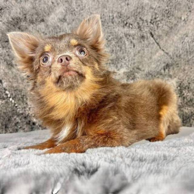 Tiny Teacup LC Chihuahua Male  - Picture