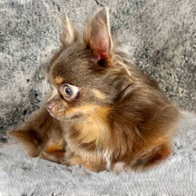 Tiny Teacup LC Chihuahua Male  - Picture