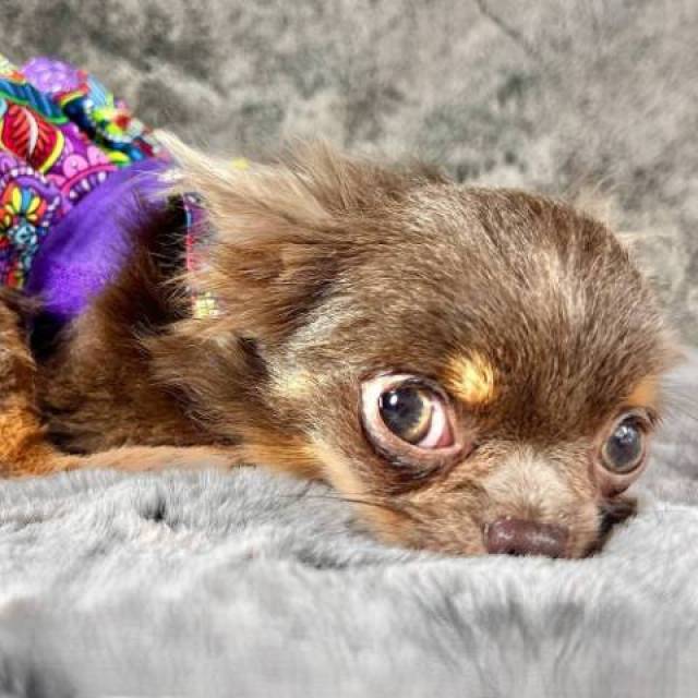 Tiny Teacup LC Chihuahua Male  - Picture