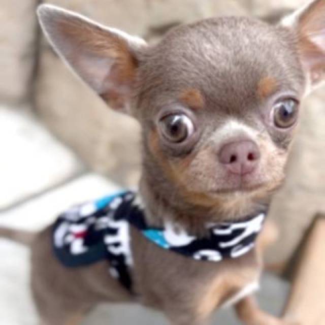 Tiny Teacup LC Chihuahua Male  - Picture