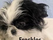   Shih Tzu Female Pups