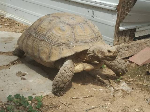 Adult Sulcatas From AZ To California   - Picture